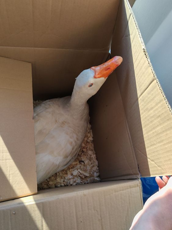 Rendhagyó Szent Márton vetélkedő a Savariában