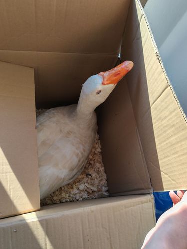 Rendhagyó Szent Márton vetélkedő a Savariában